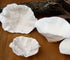 turbinaria premium coral